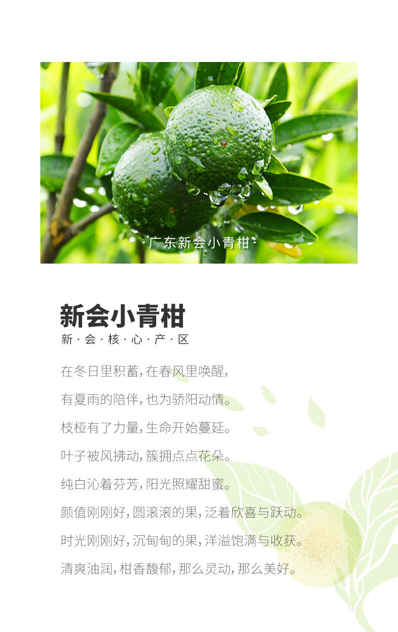 2016年大益 金柑普(小青柑柑普茶) 翠玉 熟茶